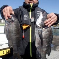 保田沖で釣り上げたクロダイ（写真は「村井丸」提供）