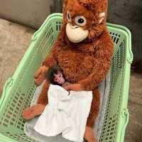 母親代わりのぬいぐるみに抱かれた出生直後のパンチ（市川市動植物園提供）
