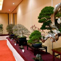 式年神幸祭祝い盆栽展　香取神宮、愛好家の４０点並ぶ