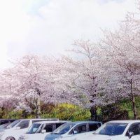 桜の名所で春のひとときを　市原・鶴舞花まつり　２８日から