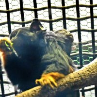 背中にしがみつくアカテタマリンの子ども（右）＝３月３０日、千葉市動物公園