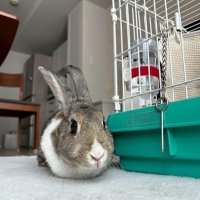 学校から“消えた”ウサギ　ピーク時５００匹　千葉市、飼育ゼロに　小屋で続ける難しさ　教員の負担も重く