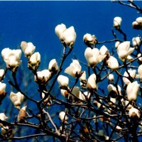 ハクモクレンの花＝２０１１年３月１８日、千葉市（初芝清氏撮影）