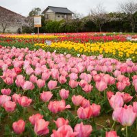赤、白、黄色のチューリップが咲く「のさか花の広場」＝１日、匝瑳市今泉