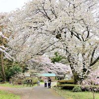 桜の名所、春らんまん　千葉市若葉区・泉自然公園で見頃　