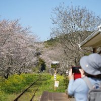 列車恋しい春景色　いすみ鉄道沿線　【桜×鉄道　鮮やかに】