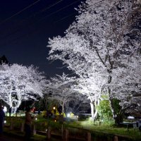 闇に浮かぶ夜桜２００本　市原・光風台でライトアップ