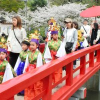 桜の下で華やかに　茂原公園で稚児行列　藻原寺の花まつり