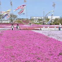 絶景シバザクラ　花のじゅうたん　東庄・ふれあいセンター