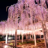 ライトアップされた藤の花＝１９日夜、銚子市の妙福寺