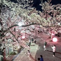 ライトアップされた太田山公園の夜桜＝２日夜、木更津市