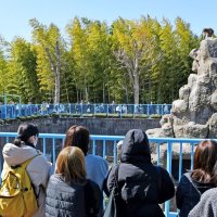 サル山の観覧規制拡大　「撮影全面禁止」も議論に　着ぐるみ男侵入事件受け　市川市動植物園