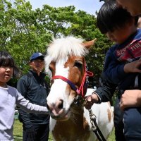 富里でフェスタ　馬と触れ合う　ばん馬の馬車　手入れ体験も