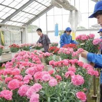 カーネーションの手入れをする生徒ら＝７日、いすみ市