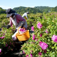 食香バラ収穫最盛期　観光向け摘み取り体験も　大多喜