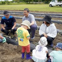 実りの季節楽しみに　乳児園の子どもと芋苗植え　いすみ